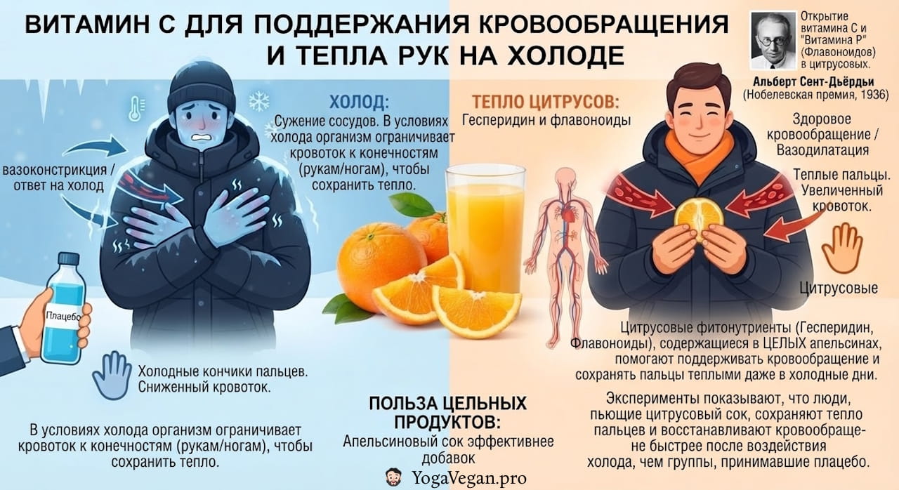 🍊 Vitamin C for maintaining blood circulation and warmth of hands in the cold