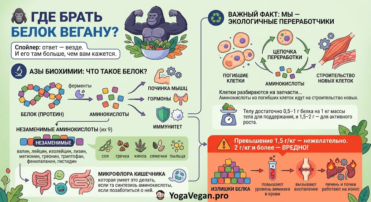 🦍 Где брать белок вегану?